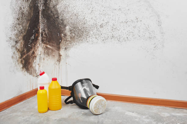 Best Black Mold Removal  in Belleville, PA