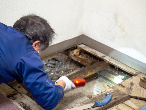 Best Affordable Mold Removal  in Belleville, PA