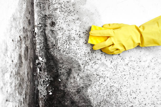 Best Home Mold Removal  in Belleville, PA