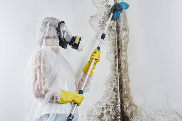 Crawl Space Mold Removal in Belleville, PA