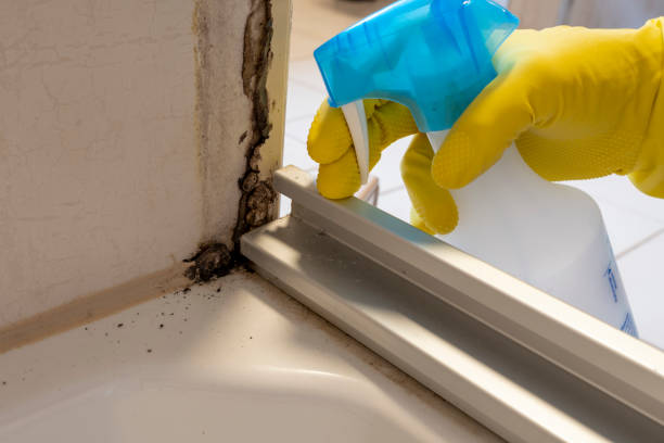 Best Attic Mold Removal  in Belleville, PA