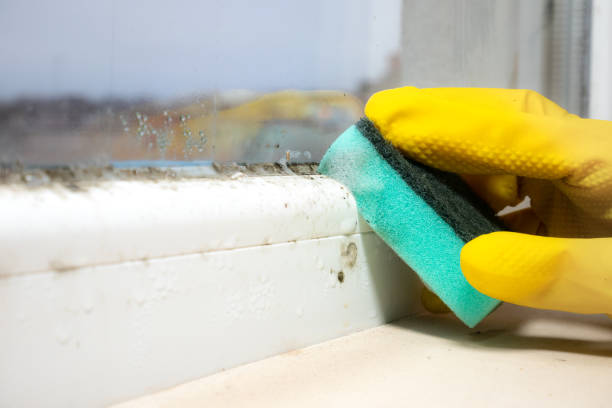 Best Emergency Mold Removal  in Belleville, PA