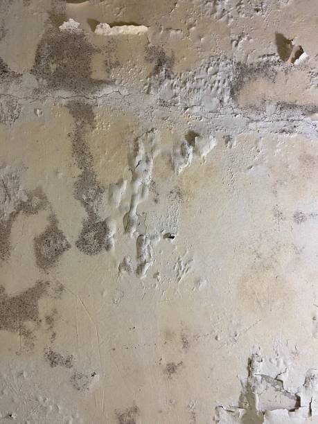 Best Mold Removal Company Near Me  in Belleville, PA