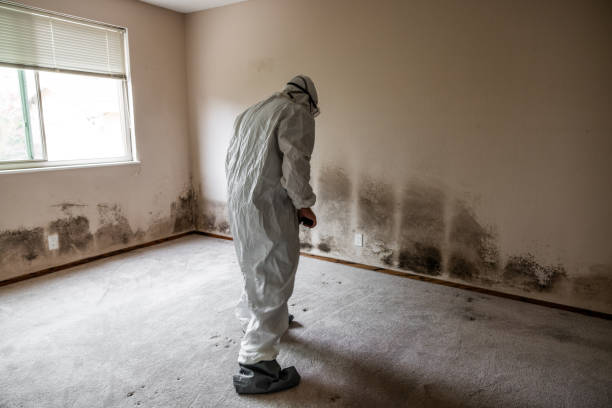 Trusted Belleville, PA Mold Removal Experts
