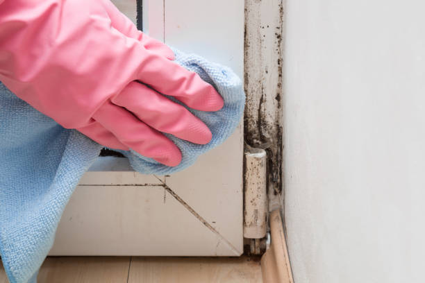 Best Residential Mold Removal  in Belleville, PA