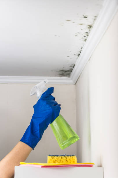 Best Commercial Mold Removal  in Belleville, PA