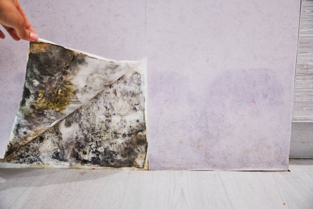 Best Fast Mold Removal  in Belleville, PA
